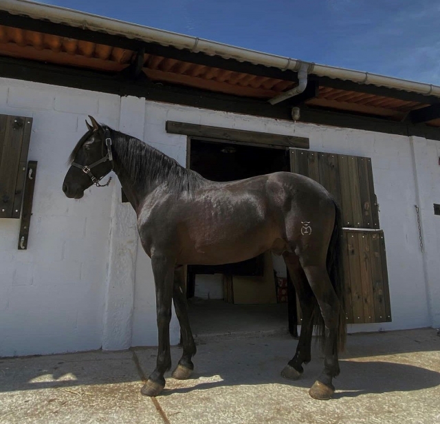 El caballo en el establo