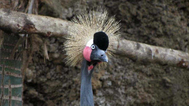grulla real gris grulla real gris