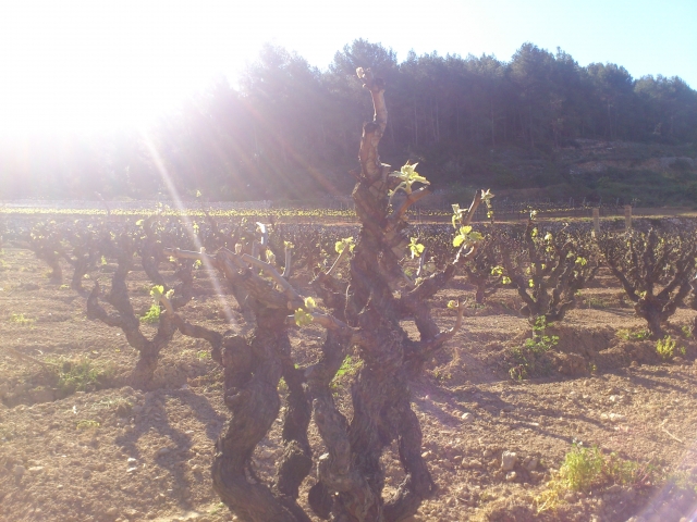 Viñedos del Penedés en primavera