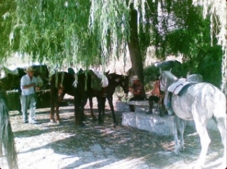 Actividades ecuestres Actividades ecuestres