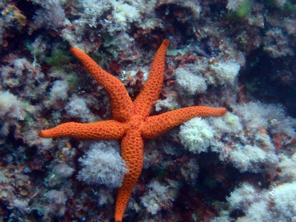 El fondo marino