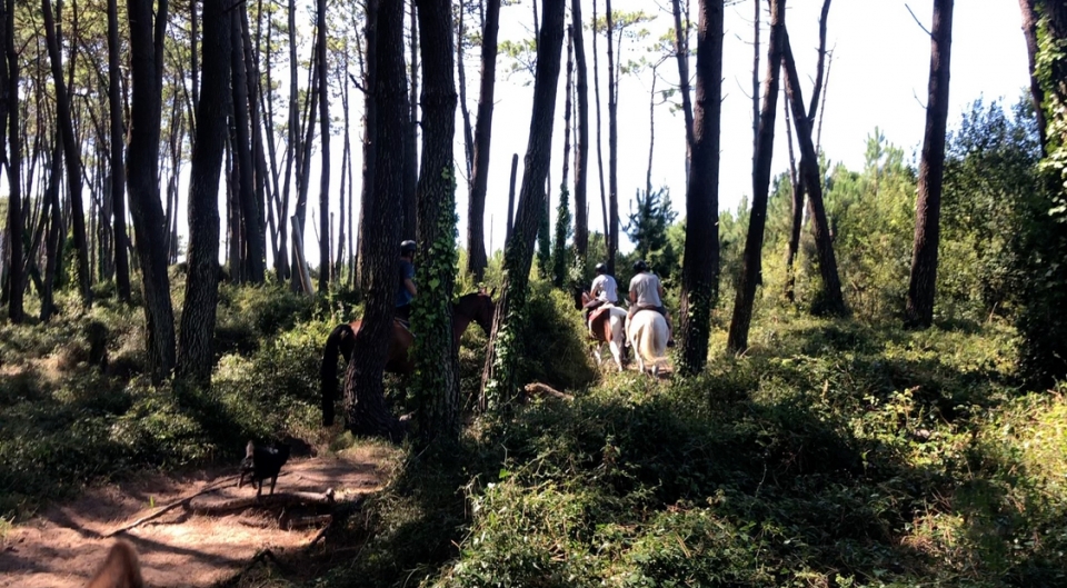 Cabalgamarra por la flora y fauna cántabra