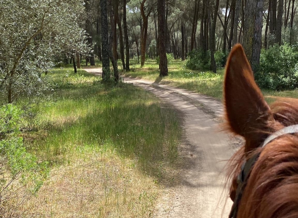 Haciendo una excursión a caballo Haciendo una excursión a caballo