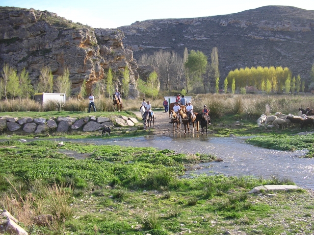 Caballo en la naturaleza