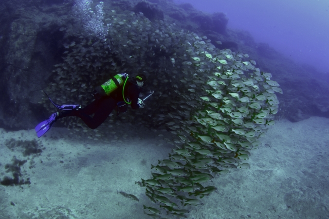 Buceador y banco de peces