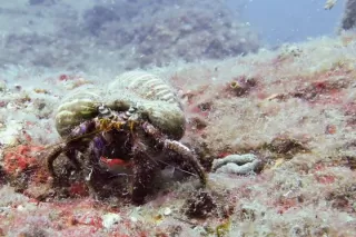 Curso PADI Open Water desde Torrox