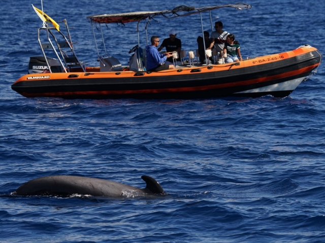 Avistamiento cetáceos VIP+snorkel Puerto Colón, 3h