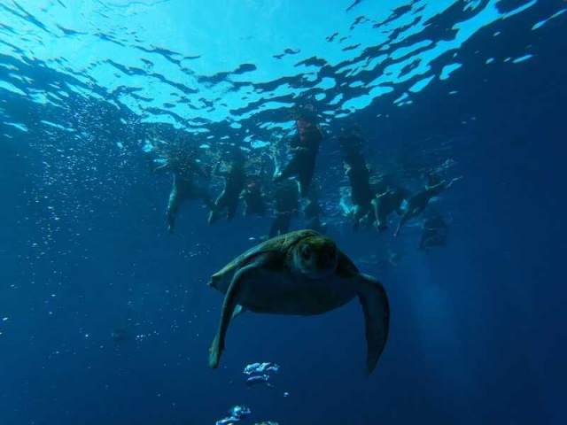 Snorkel con tortugas Snorkel con tortugas
