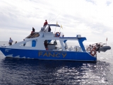 Whale watching en Tazacorle adulto 2h30m