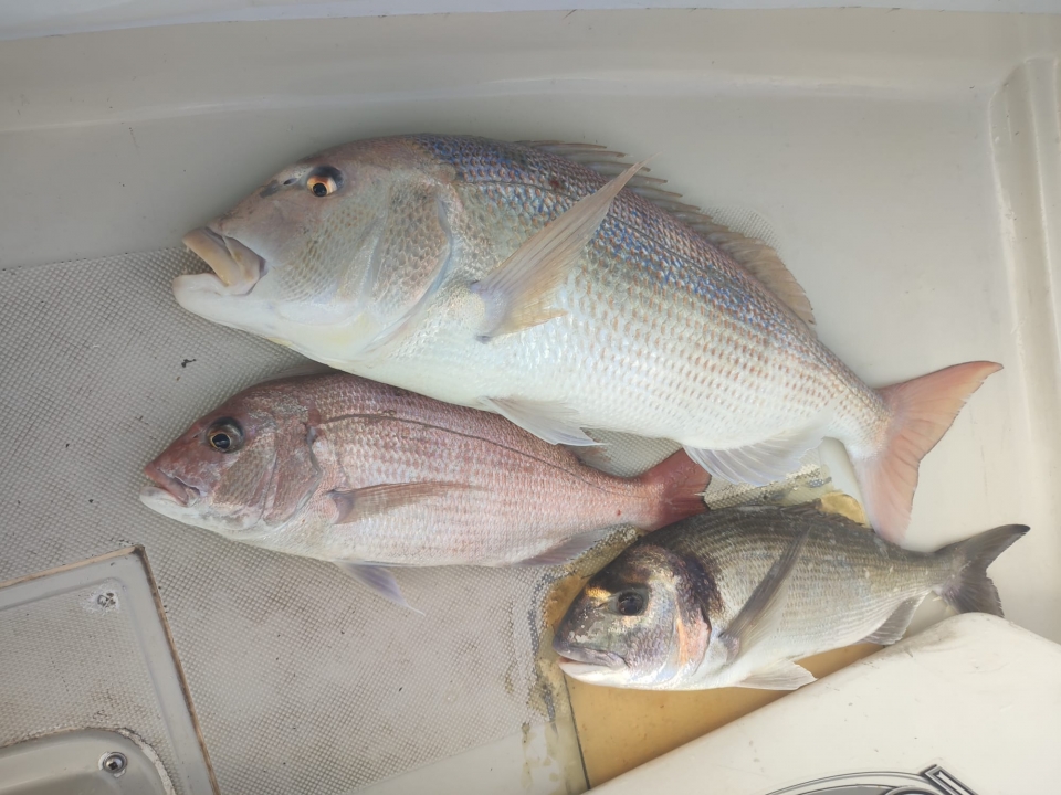 Chárter de pesca Chárter de pesca
