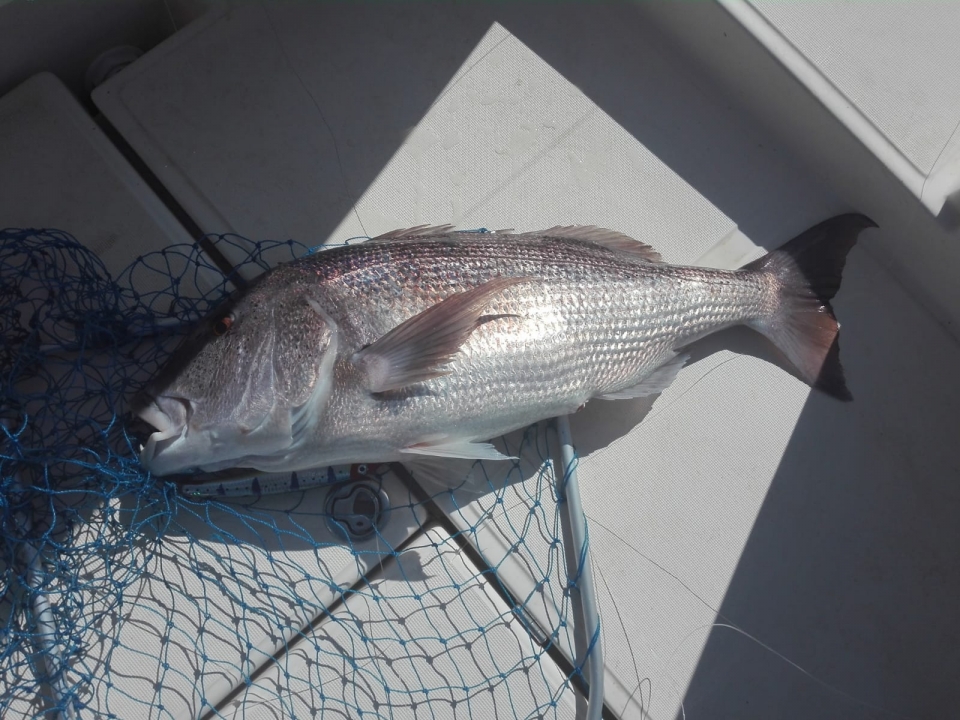 Pesca en Alicante Pesca en Alicante