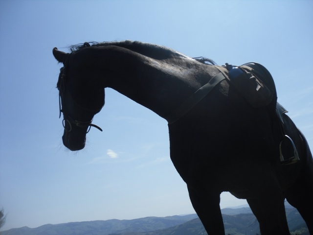 Bello caballo