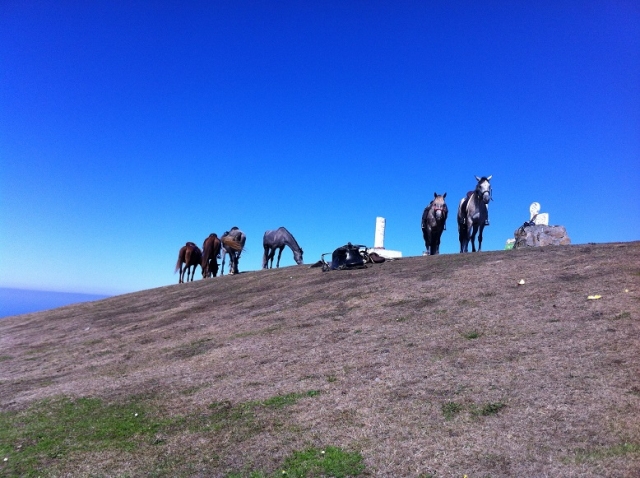 Caballos en el monle Caballos en el monle