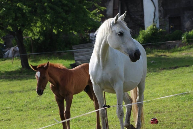Paseo a caballo en Galicia