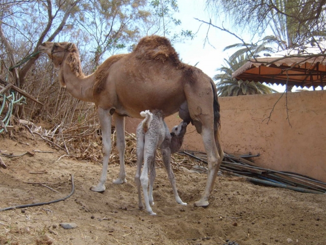 cria de camellos