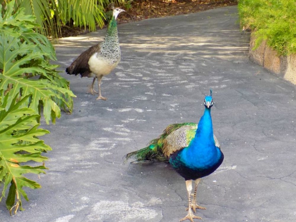 Los pavos reales del parque paseando por sus dominios Los pavos reales del parque paseando por sus dominios