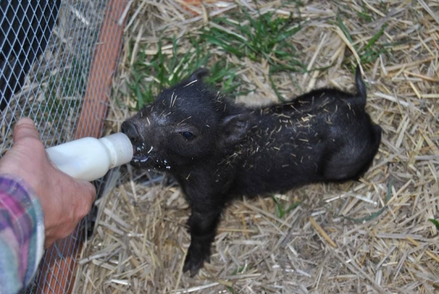 Animales de la granja del campamento