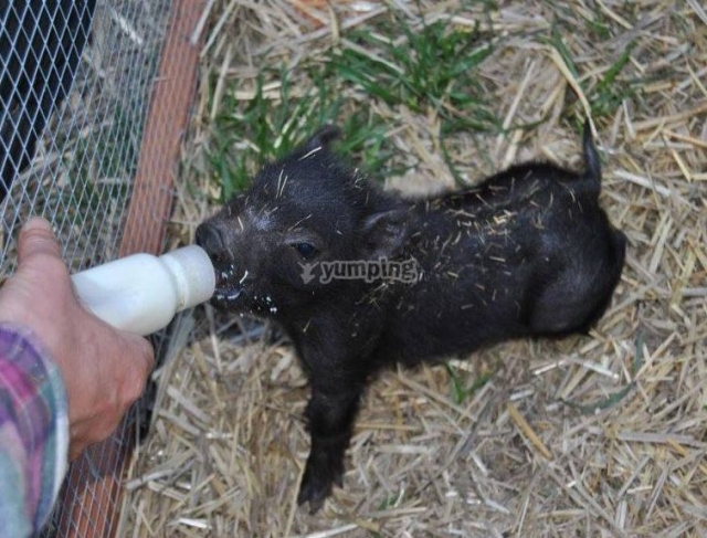 Alimentando al cerdito