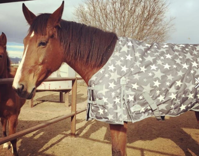 Caballo cubierto para el frio