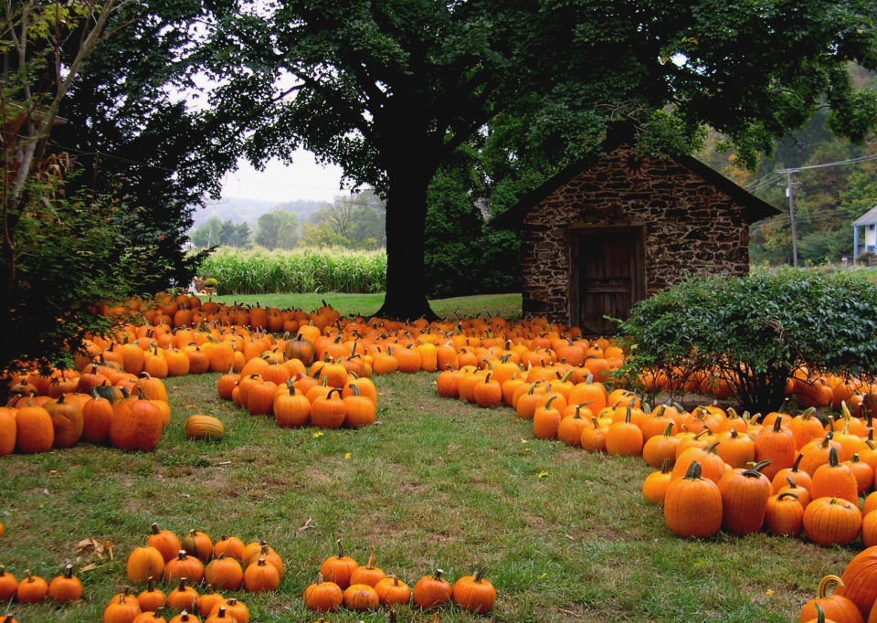 Pumpkin patch Pumpkin patch
