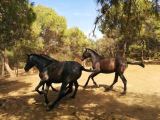 Cabalgamarra en la Broseta nivel iniciación