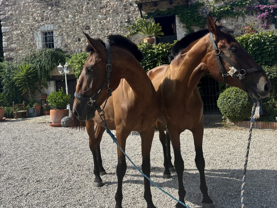 Venga con nosotros a pasear a caballo Venga con nosotros a pasear a caballo