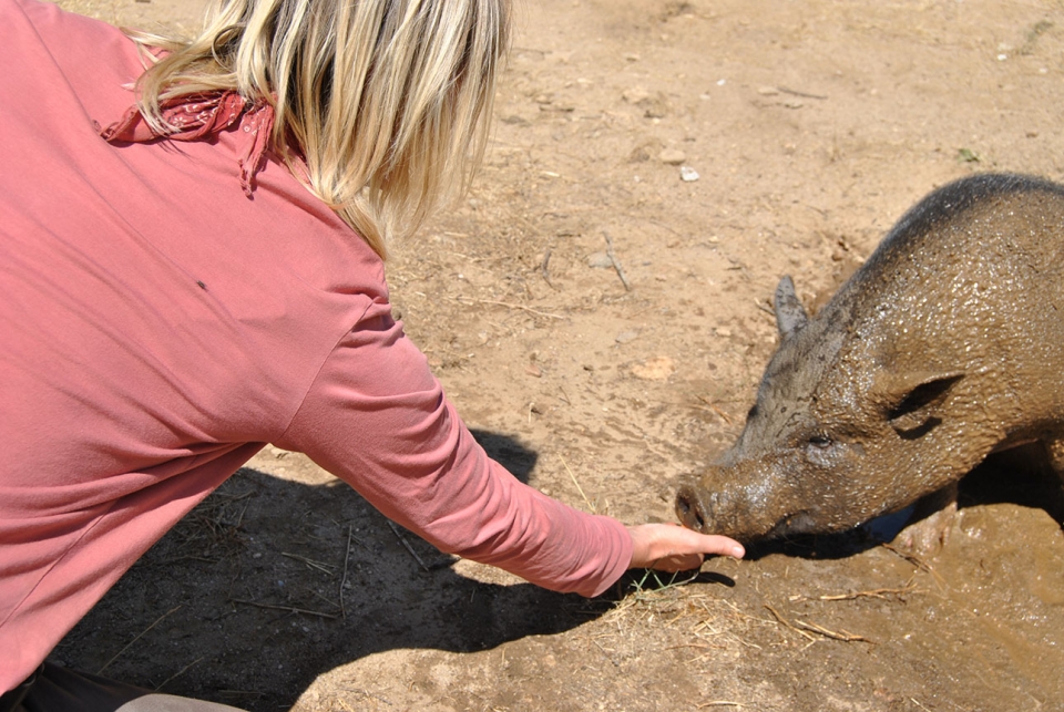 Disfruta con los animales en el campamento