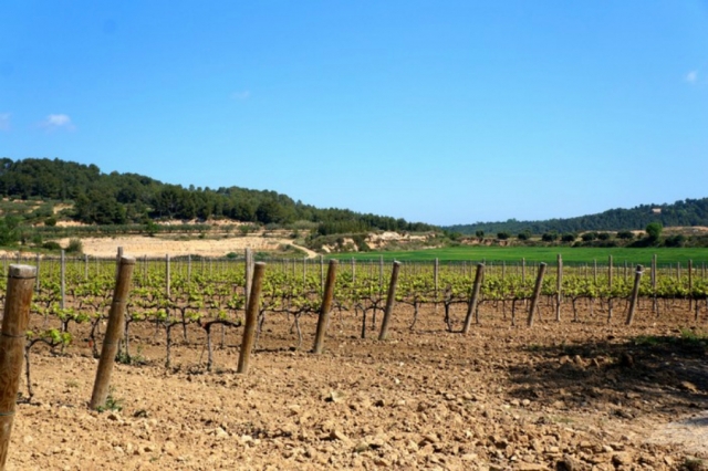 vinedos