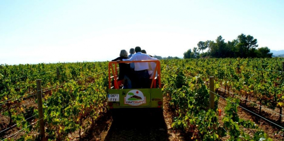 De paseo por los vinedos De paseo por los vinedos