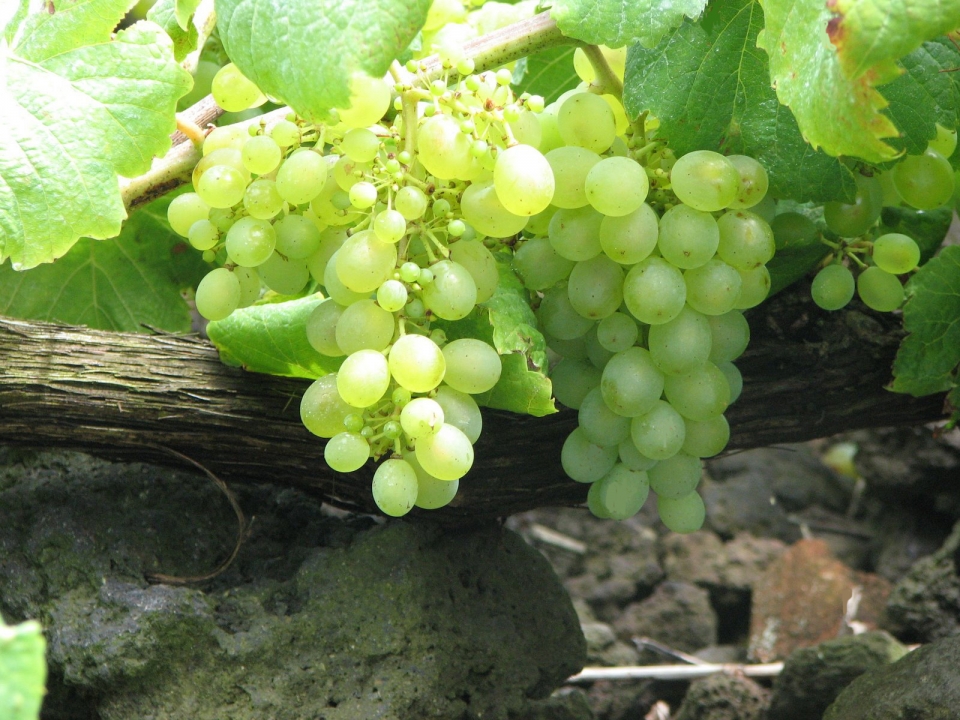 uva blancas en la parra