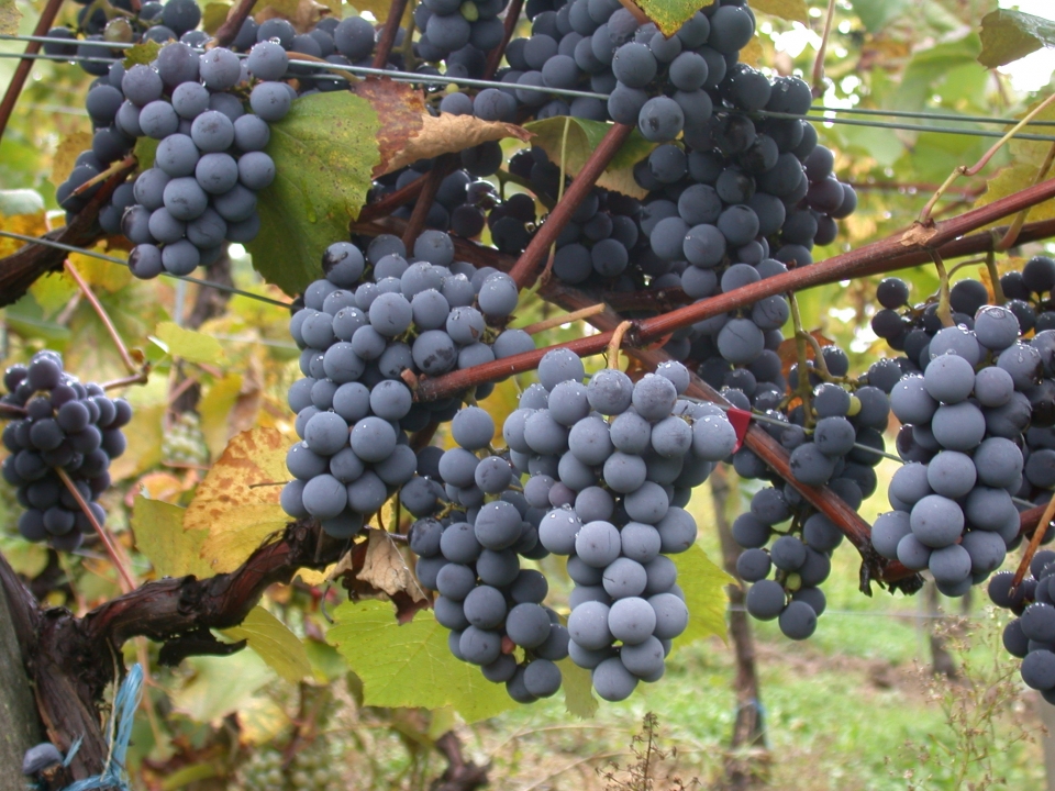 uva en maduracion