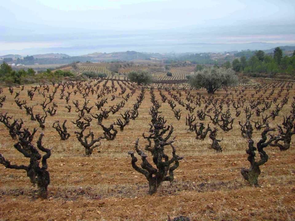 vinedos de barcelona