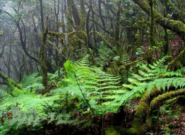 Bosque de La Gomera