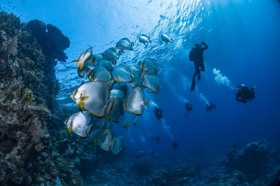 Inmersión de buceo Inmersión de buceo