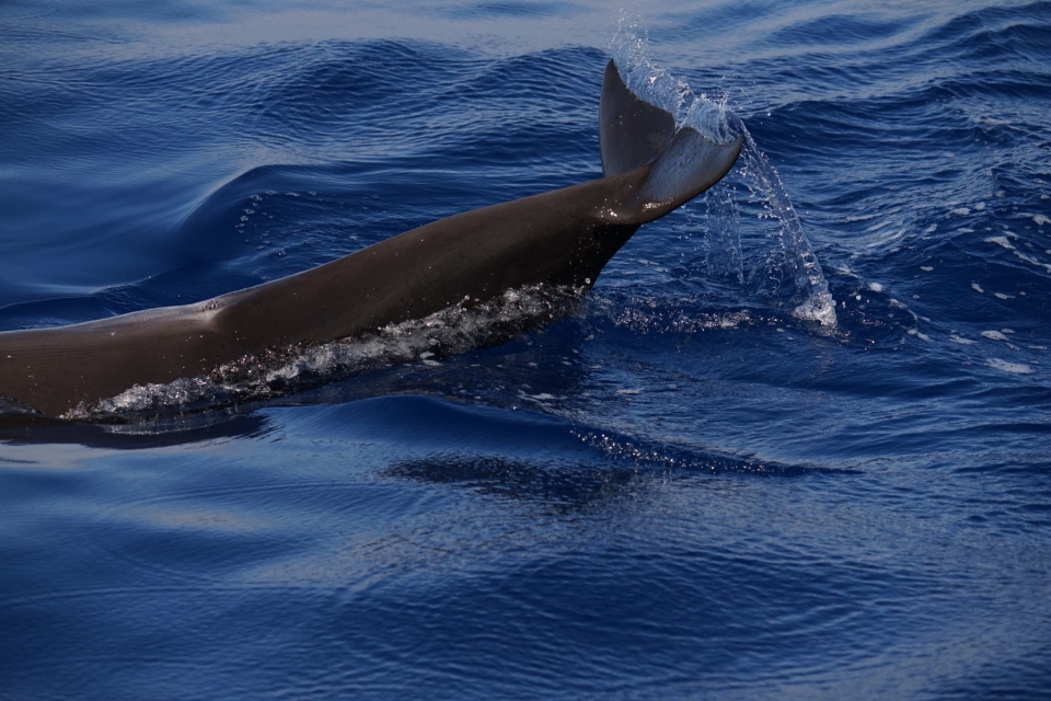 Whale watching en Tenerife