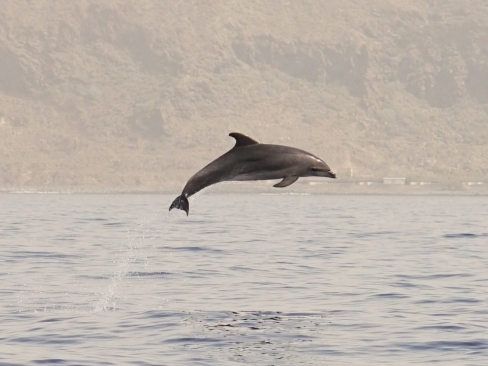 Avistamiento de delfines