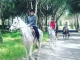 Cabalgatas San Martin De La Vega
