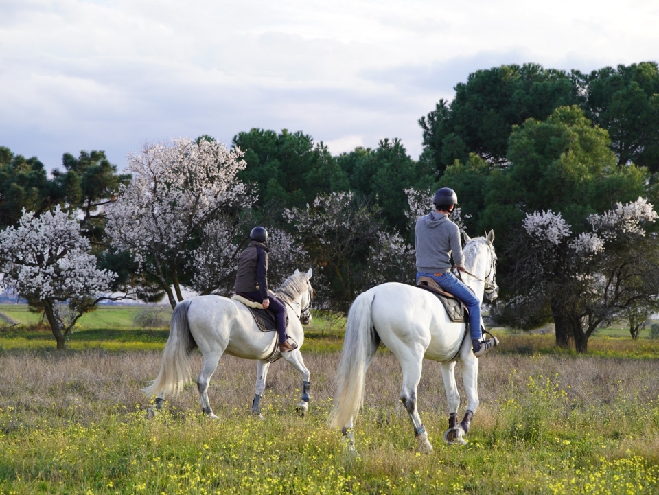 Descubre Madrid a caballo