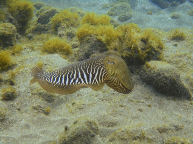 Fauna acuática