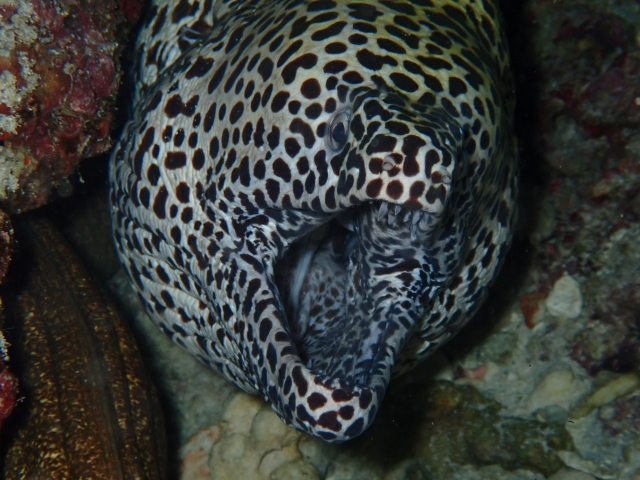 Especies fabulosas en el fondo marino
