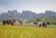 Cabalgatas Montserrat
