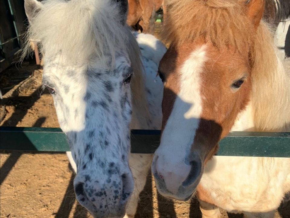 Nuestros ponys Nuestros ponys