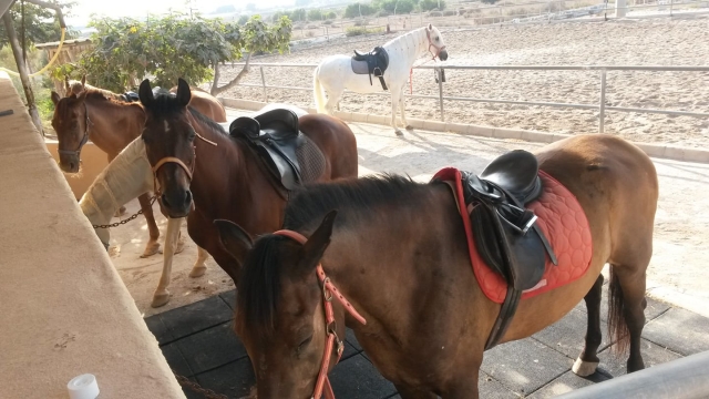 Caballos comiendo