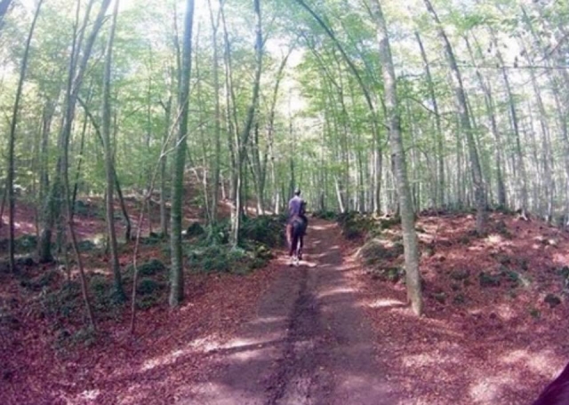 Sendero por el bosque