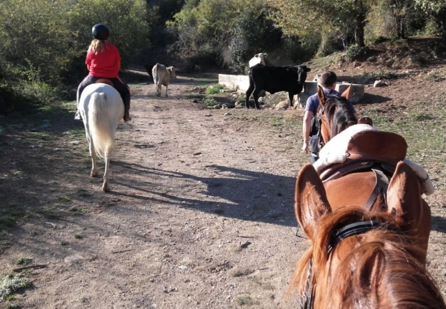 Animales en la naturaleza