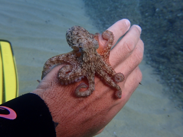 Un pulpo de la cala Gogo