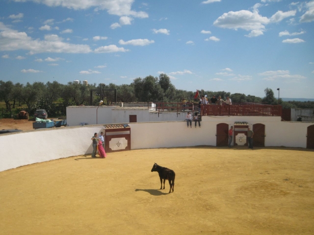 Vaquilllas en la plaza