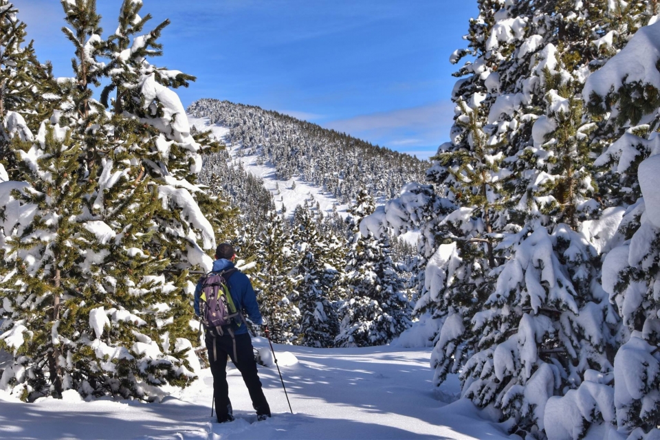 Bosque con pinos nevados