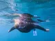 Snorkel Nerja