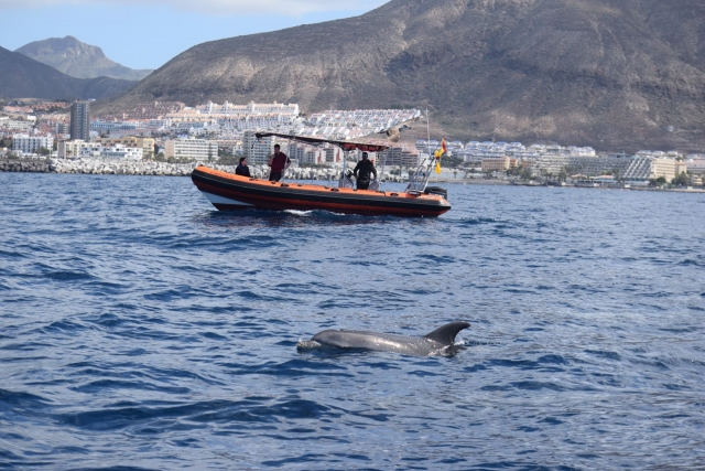 Avistamiento cetáceos en Puerto Colón 3h, adultos